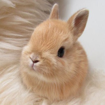 rabbit 