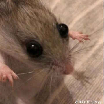 cute Lil rat