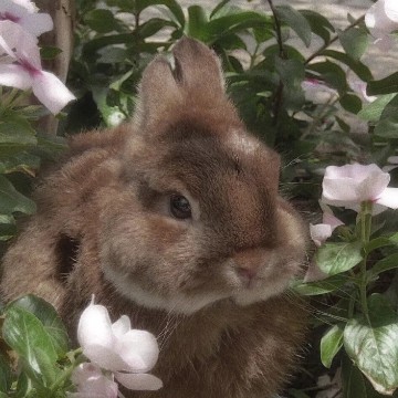 cute bunny
