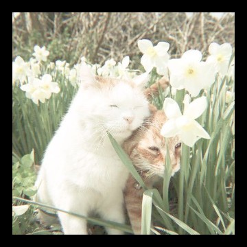 gato aesthetic 
