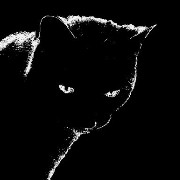 Black cat