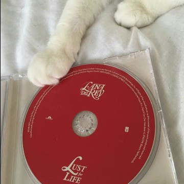 kitty record 
