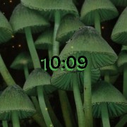 magic mashrooms