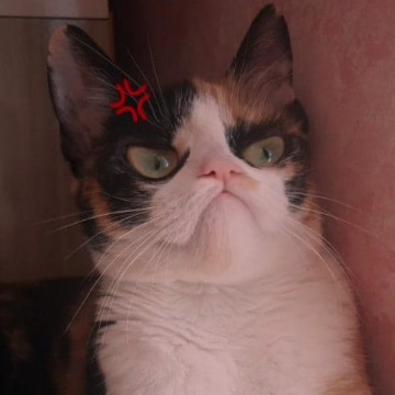 cat angry
