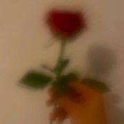 Red Rose