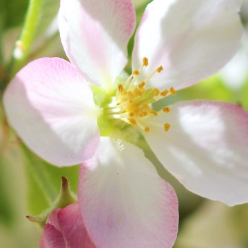 flores 
