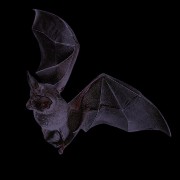 purple bat