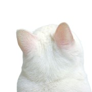 kitty