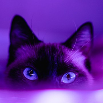 Purple cat