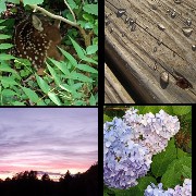 Nature Photo Collage