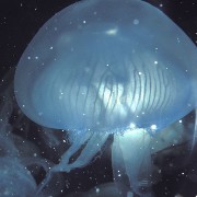 photo blue