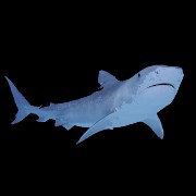 Shark
