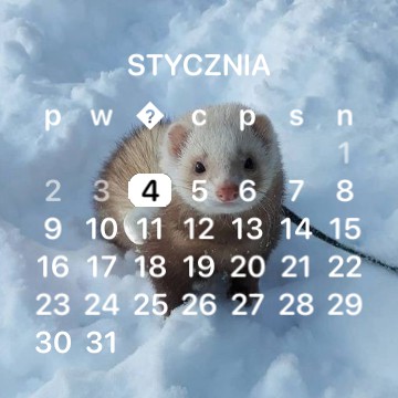 Ferret