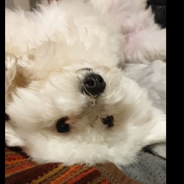 dogs