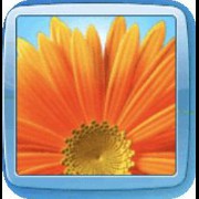 flower windows