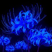 Bkue souder lily