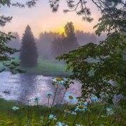 pretty field lake flowers