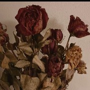 Dried Flowers