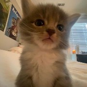 kitty