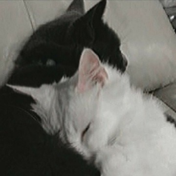 cats hugging - small 