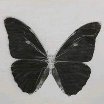 butterfly