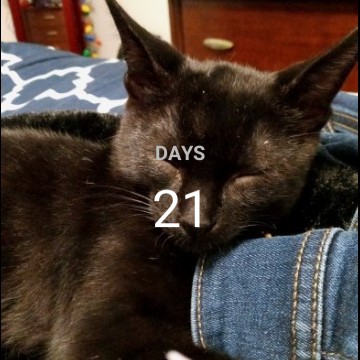 countdown cat widget