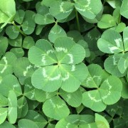 four-leaf clover