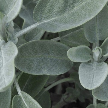 sage