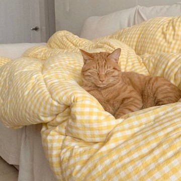 cutie cat