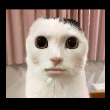 Cute cat