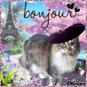 funny cute cat