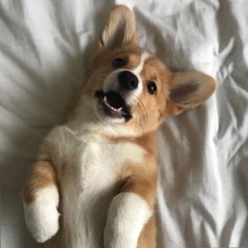 Cute dog Corgi