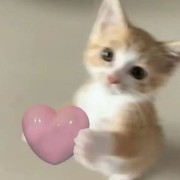 cat holding a 3d heart