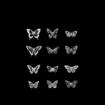 blackbutterflies