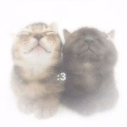 cat widget