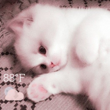 Kawaii Kitty