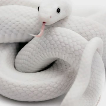 White aesthetic snake pic