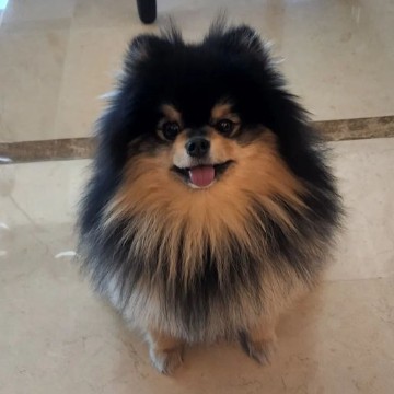 taehyungs dog