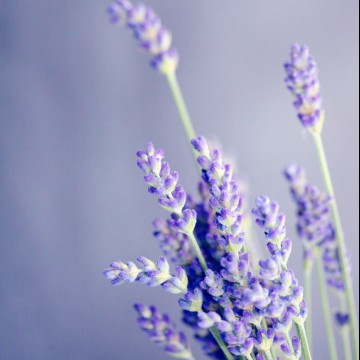 lavender