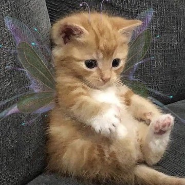 cute cat