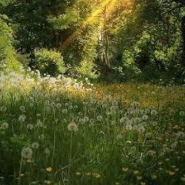 field flowers