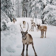 Reindeer Aesthetic 