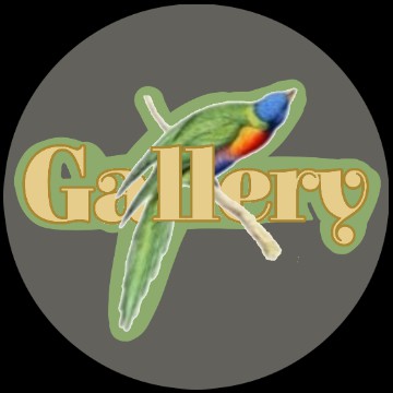 gallery app icon