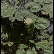 pond