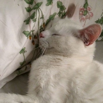aesthetic cat