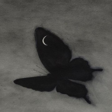 black butterfly 