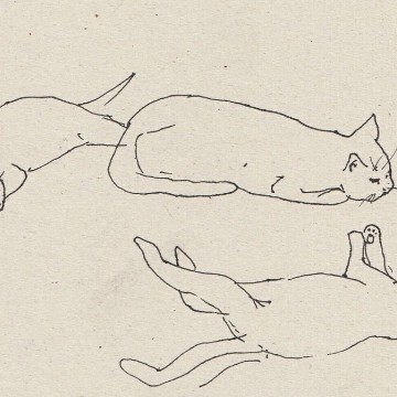 cats 