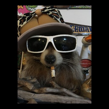 raccoon 