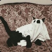 spooky cat