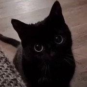 black cat